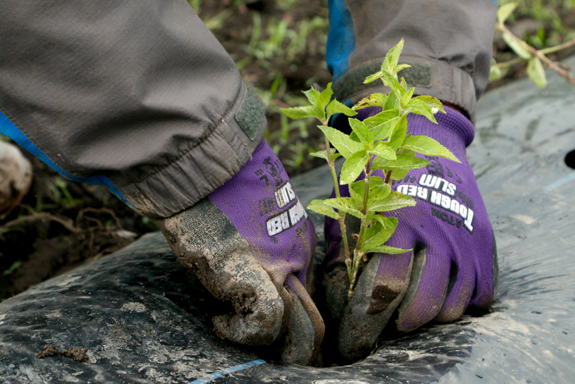 あたごファーム